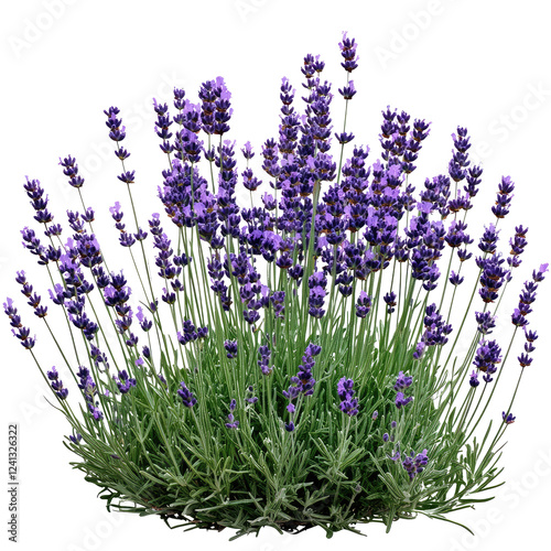 Aromatic purple lavender bush isolated  on transparent background