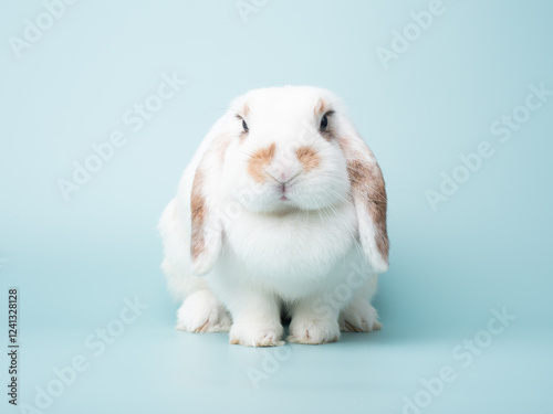 Adults female holland lop rabbit have a dewlap and sitting on green pastel background. Lovely action of broken brown holland lop rabbit.