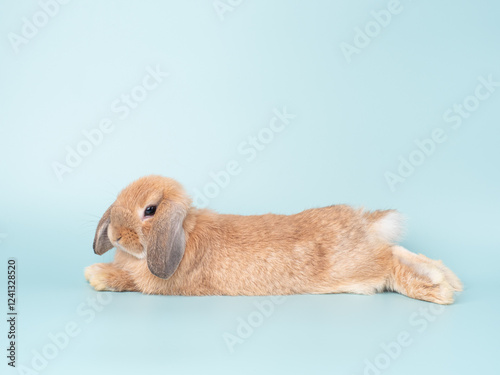 Cute baby holland lop rabbit lie down on green pastel background. Lovely action of young rabbit.