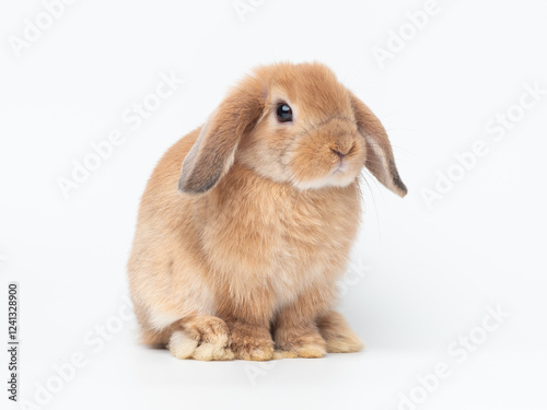 Orange baby holland lop rabbit sitting on white background. Lovely action of holland lop rabbit.