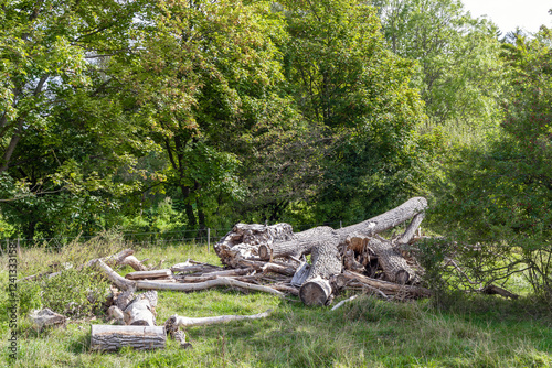 Tree sawdust. Cut trees in a clearing near the forest