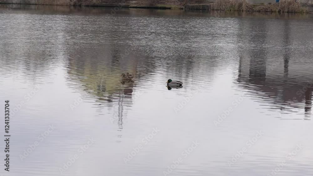 Ducks glide peacefully across the still waters of a tranquil lake surrounded by nature. The reflections of trees create a picturesque setting during a sunny spring afternoon Ducks glide peacefully across the still waters of a tranquil lake surrounded by nature. The reflections of trees create a picturesque setting during a sunny spring afternoon