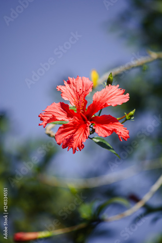 red flower and blue sky