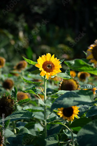 Sunflower and bees