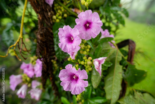 ipomoea flower with green background