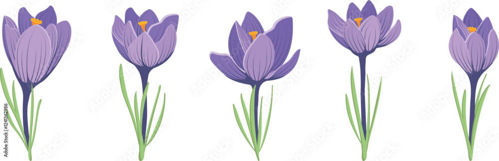 Set Of Illustrations Of Purple Crocus Spring Flowers In A Flat Style On A white Background. Vector