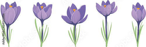 Set Of Illustrations Of Purple Crocus Spring Flowers In A Flat Style On A white Background. Vector