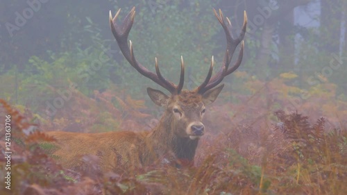 Red deer stag (Cervus elaphus) rutting bellow roar call amongst bracken ferns in heavy mist
