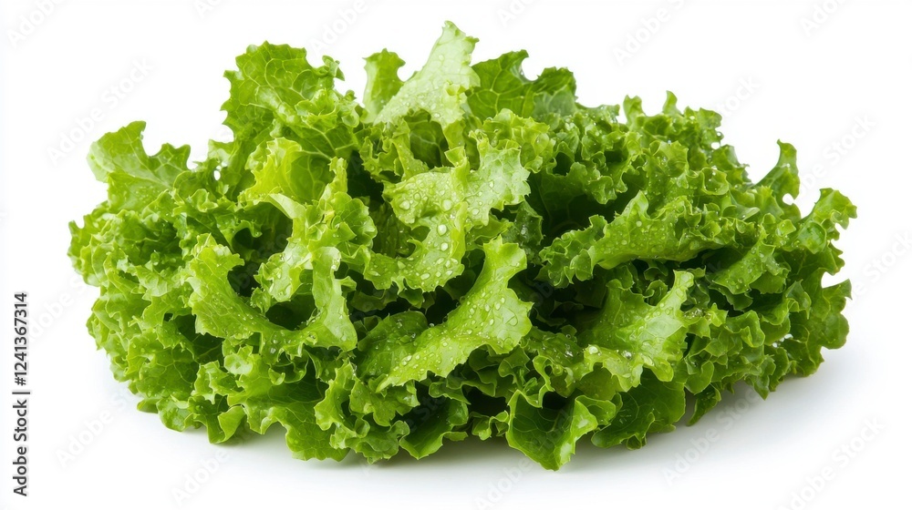 Fresh Crisp Green Romaine Lettuce Leaves on White Background Fresh Crisp Green Romaine Lettuce Leaves on White Background