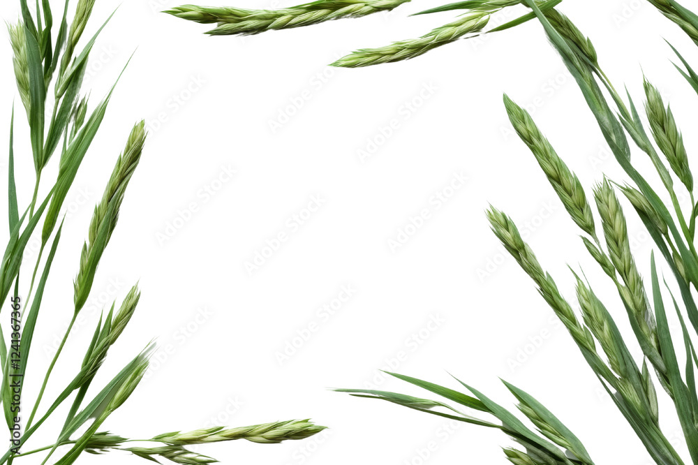 Obraz premium PNG Lush Green Fern Frame on Black Background, transparent background