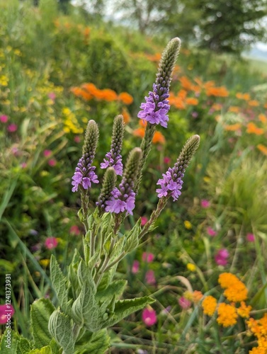 Hoary Vervain, these blue-purple flowers bloom from the bottom up along densely packed spikes that elongate as they bloom.  