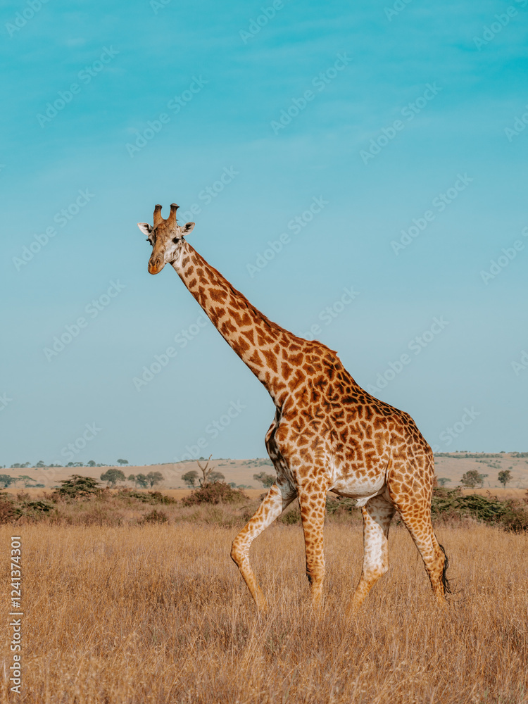 Obraz premium giraffe in the Serengeti, Tanzania