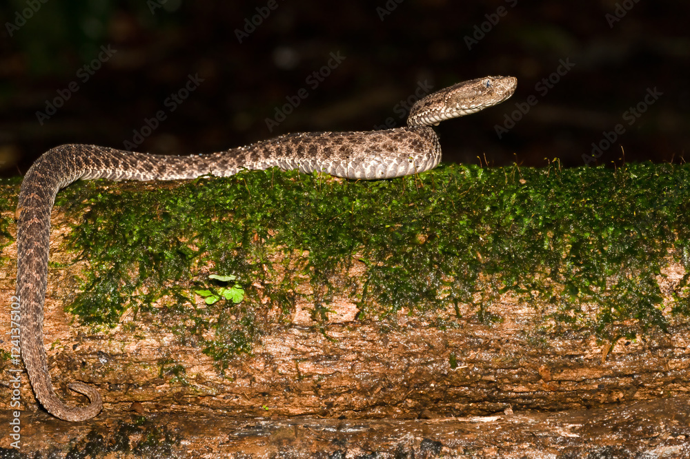 Obraz premium Porthidium ophryomegas, Slender hognosed pitviper, is a venomous species found in Central America