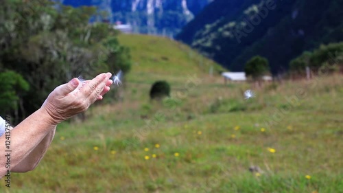 Woman's hands releasing dandelion seeds into the wind.