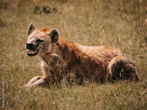 Hyena resting in grass in serengeti, tanzania. 