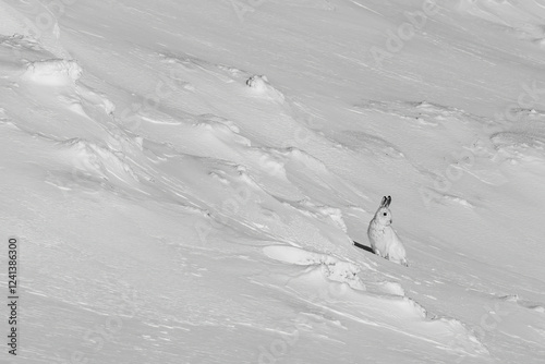 Mountain hare (Lepus timidus) in its white winter coat on the mountainside, Cairngorms, Scotland photo