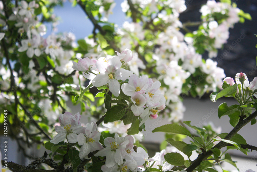 Apfelblüte Apfelblüte