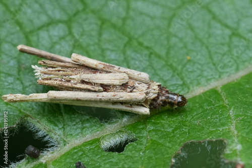 Closeup on a caterpillar of a bagworm moth Psyche casta camouflaged with twigs and leaves photo