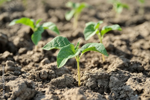 Close-up of bean sprouts emerging from fertile ground, symbolizing new life and agricultural growth photo