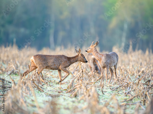 Roe deers in moult walking, observing and eating among the corn stubble in a field. Capreolus capreolus, zea mays, Sologne, Loiret 45, région Centre-Val-de-Loire, France, European Union, Europe