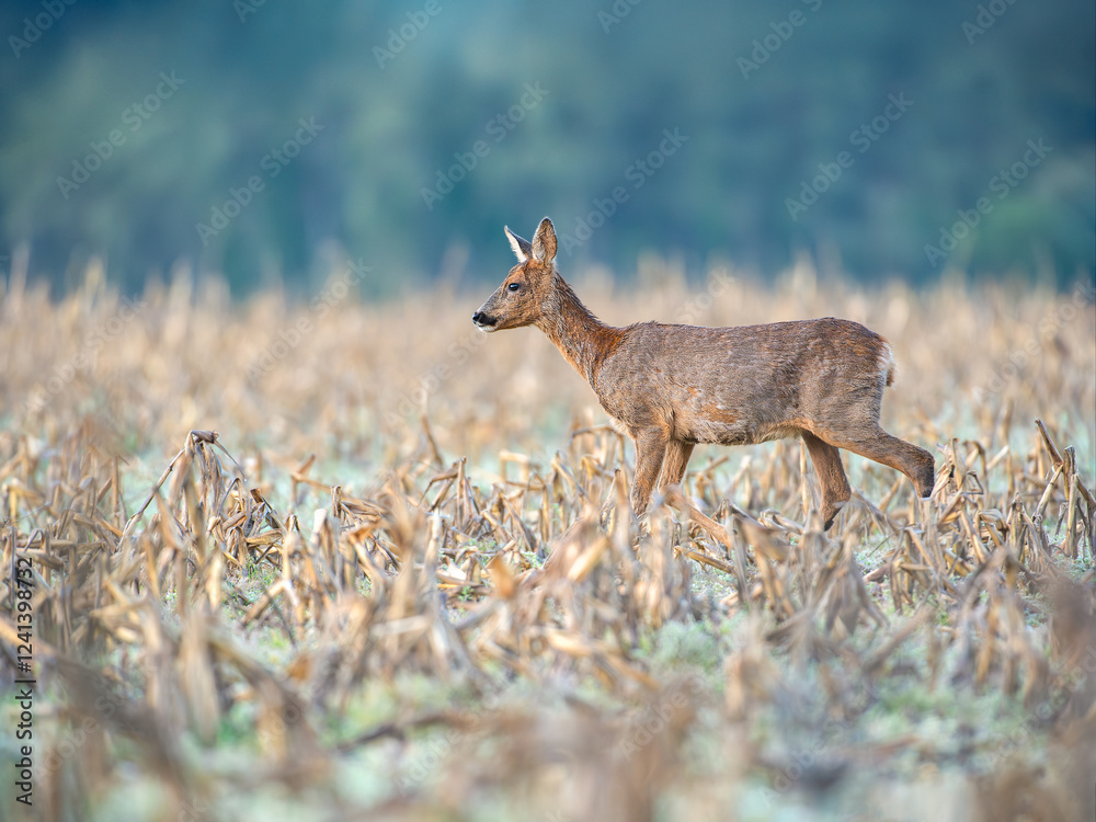 Roe deer doe in moult walking among the corn stubble in a field. Capreolus capreolus, zea mays, Sologne, Loiret 45, région Centre-Val-de-Loire, France, European Union, Europe Roe deer doe in moult walking among the corn stubble in a field. Capreolus capreolus, zea mays, Sologne, Loiret 45, région Centre-Val-de-Loire, France, European Union, Europe