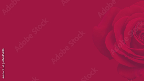Dark pink roses background, red rose backdrop
