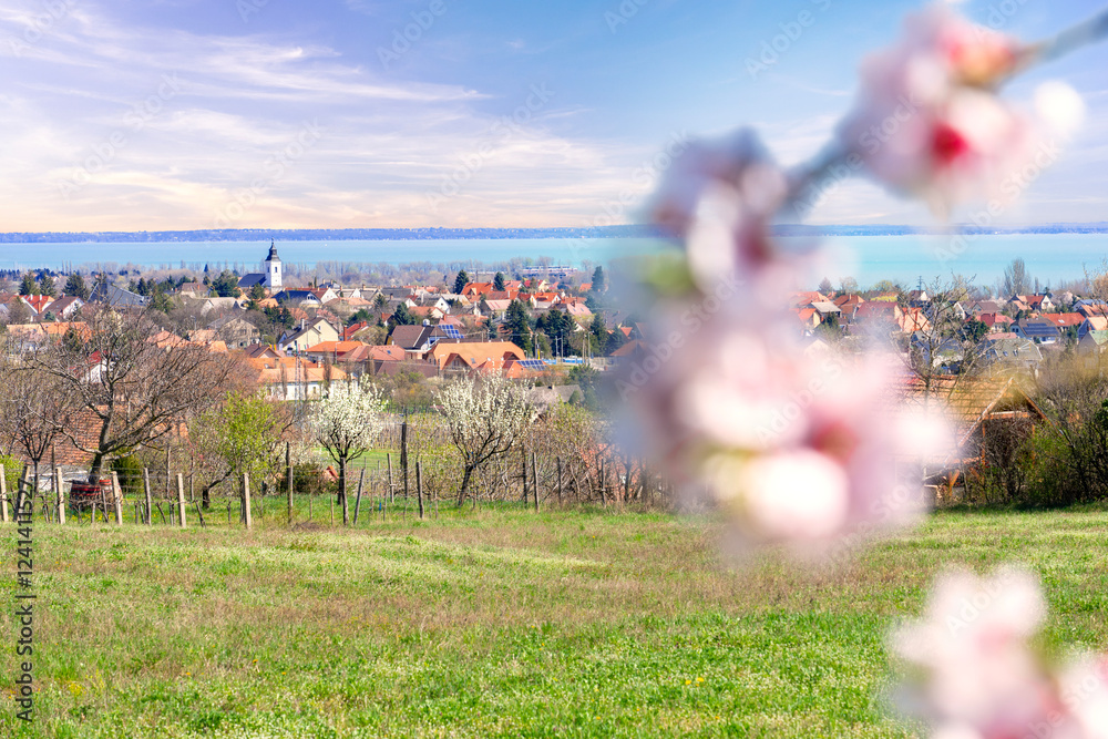 Φωτογραφία landscape of Csopak and the Lake Balaton with blurred blooming almond tree in th