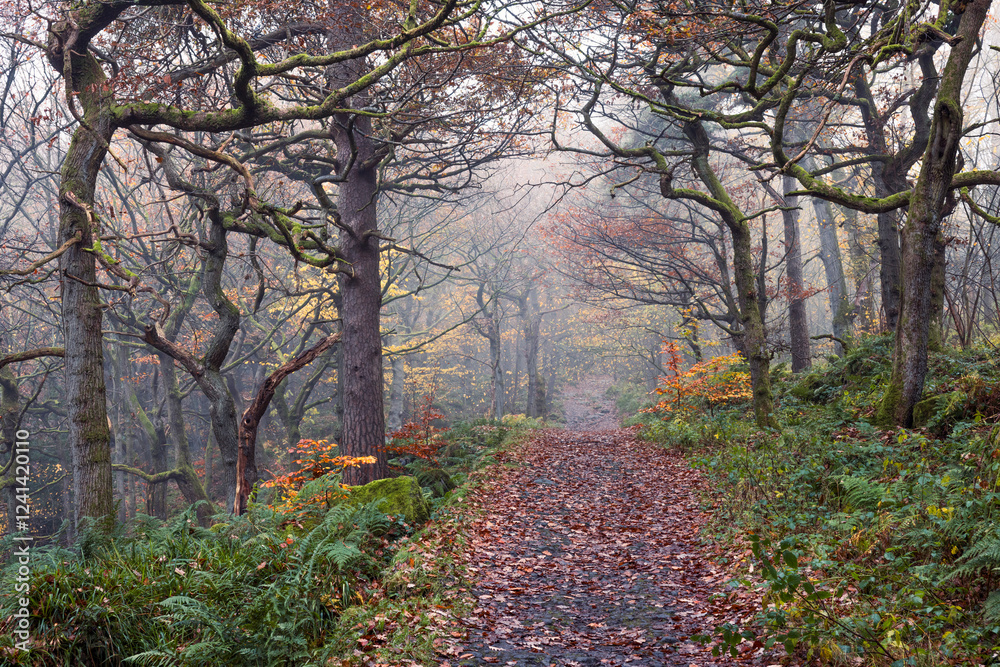 Fototapeta premium Misty autumn woodland with a winding path leading through twisted oak trees covered in moss, surrounded by lush ferns and warm seasonal colours, creating a peaceful and atmospheric scene