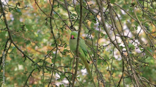 rose-ringed parakeet aka ring-necked parakeet (Psittacula krameri) perched in tree, autumn trees in background