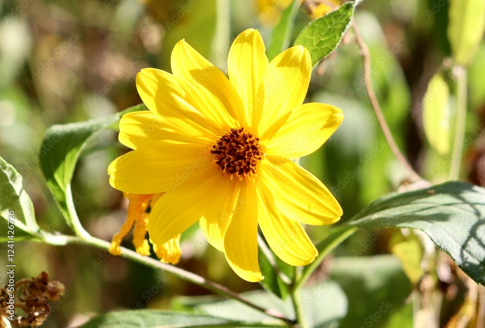 A close view on the bright yellow wildflower in the field. A close view on the bright yellow wildflower in the field.