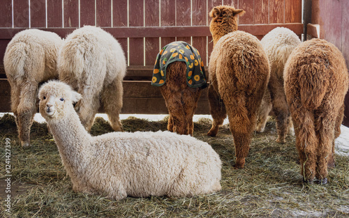 Several Alpaca animals in the stable. One sitting  on the ground