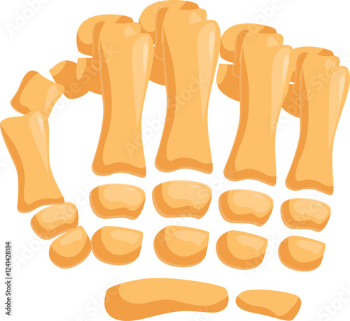 Foot bones anatomy showing metatarsals, tarsals, and phalanges forming the skeletal structure of the foot