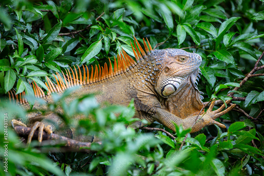 Naklejka premium Green Iguana in Costa Rica