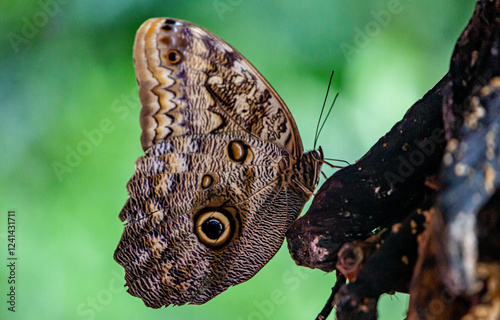 Owl butterfly photo