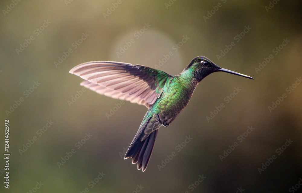 Fototapeta premium hummingbird in flight