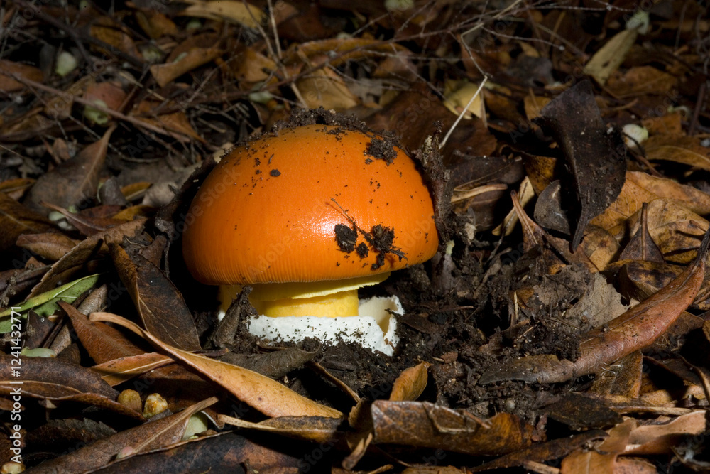 Good ovolo, Royal agaric (Amanita caesarea). Close up of an Amanita Caesarea Mushroom, aka Caesars Mushroom in autumn forest with green grass and fallen leaves Monte Limbara. Temple, Sardinia. Italy.