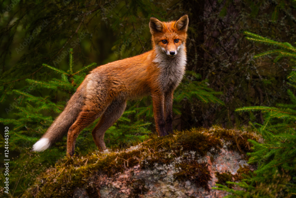red fox in the wild red fox in the wild