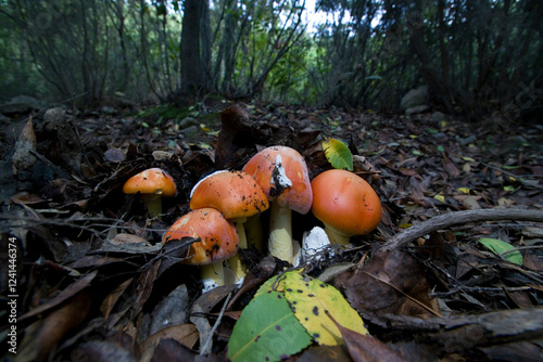 Good ovolo, Royal agaric (Amanita caesarea). Close up of an Amanita Caesarea Mushroom, aka Caesars Mushroom in autumn forest with green grass and fallen leaves Monte Limbara. Temple, Sardinia. Italy. photo