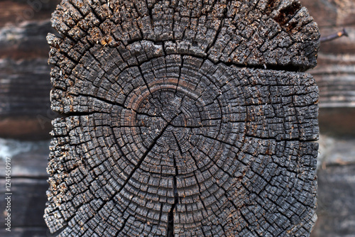 Aged Wood Cross Section as a textured wooden background