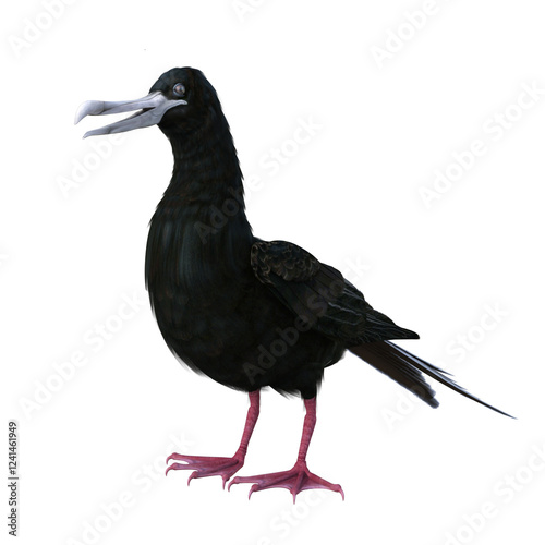A male, non-breeding magnificent frigatebird, Fregata magnificens, smiling. 3D illustration on transparent background. 