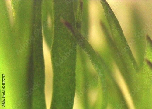 Dill in detail. Image under the microscope, macro photography. Science, study and education. Multiple zoom, close-up. Scientific photography new