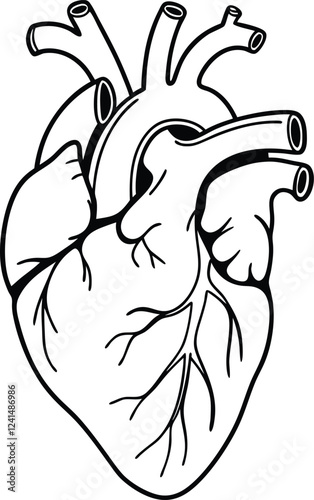 Human heart design over white background vector illustration. Human heart anatomy. Heart medical science vector illustration 