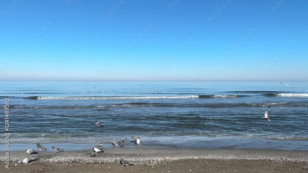 Seagulls and pigeons on the plage