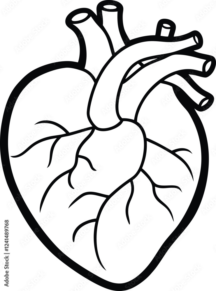 Human heart design over white background vector illustration. Human heart anatomy. Heart medical science vector illustration Human heart design over white background vector illustration. Human heart anatomy. Heart medical science vector illustration