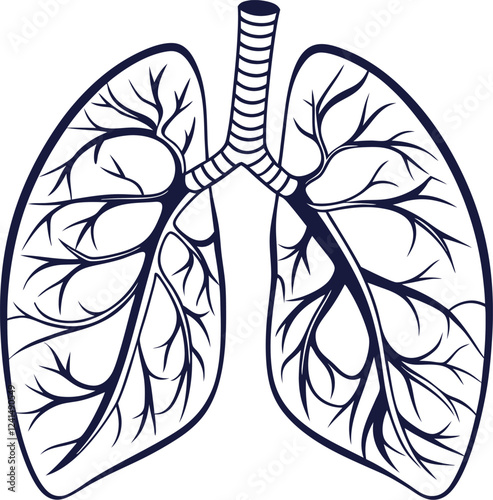 Lungs Human organs hand drawn vector illustration line art. Human lungs. Medical illustration. Vector on white background