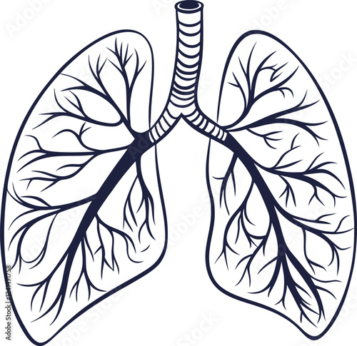 Lungs Human organs hand drawn vector illustration line art. Human lungs. Medical illustration. Vector on white background