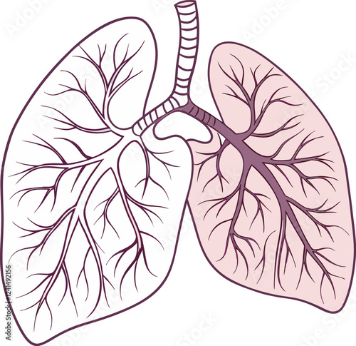 Lungs Human organs hand drawn vector illustration line art. Human lungs. Medical illustration. Vector on white background