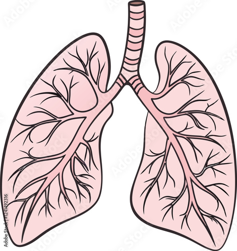 Lungs Human organs hand drawn vector illustration line art. Human lungs. Medical illustration. Vector on white background