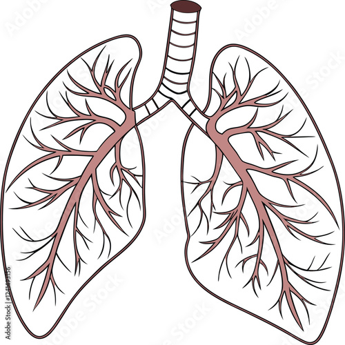 Lungs Human organs hand drawn vector illustration line art. Human lungs. Medical illustration. Vector on white background