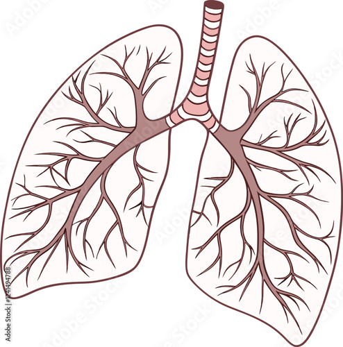 Lungs Human organs hand drawn vector illustration line art. Human lungs. Medical illustration. Vector on white background